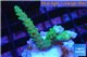 Acropora green purple tip 2-4 cm WYSIWYG acclimaté