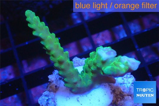 Acropora green purple tip 2-4 cm WYSIWYG acclimaté
