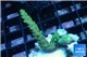 Acropora green purple tip 2-4 cm WYSIWYG acclimaté