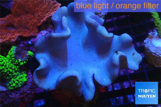 Satcophyton full neon green polyps 11-16 cm WYSIWYG acclimaté