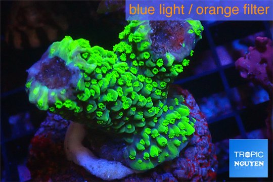 Acropora full neon green 3-4 cm WYSIWYG acclimaté
