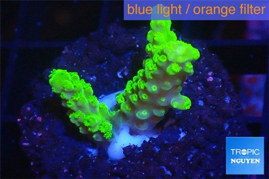 Acropora full neon green 2-3 cm WYSIWYG acclimaté