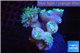 Duncanopsammia green 7-8 polyps WYSIWYG acclimaté