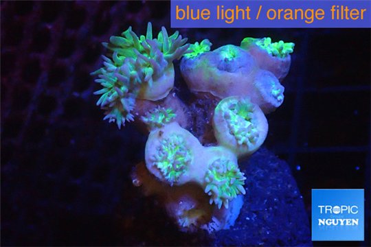 Duncanopsammia green 7-8 polyps WYSIWYG acclimaté