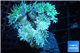 Duncanopsammia green 7-8 polyps WYSIWYG acclimaté