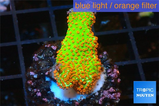 Montipora red fire forest 2-3 cm WYSIWYG acclimaté