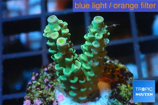 Acropora green Indonesia 2-4 cm WYSIWYG acclimaté