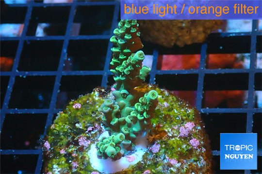 Acropora green Indonesia 3-4 cm WYSIWYG acclimaté