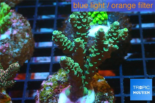 Acropora green Indonesia 3-4 cm WYSIWYG acclimaté