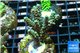 Acropora green Indonesia 3-4 cm WYSIWYG acclimaté