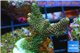 Acropora pink & green Indonesia 3-5 cm WYSIWYG acclimaté