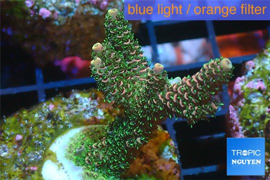 Acropora pink & green Indonesia 3-5 cm WYSIWYG acclimaté