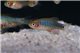 Danio erythromicron (Microrasbora) 1,5-1,9 cm