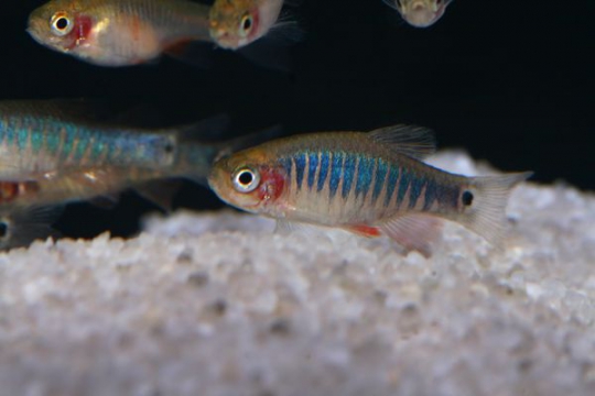 Danio erythromicron (Microrasbora) 1,5-1,9 cm