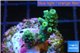 Acropora green Indonesia 2-3 cm WYSIWYG acclimaté