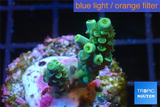 Acropora green Indonesia 2-3 cm WYSIWYG acclimaté