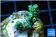 Acropora green Indonesia 2-3 cm WYSIWYG acclimaté