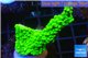 Acropora full neon green 3-5 cm WYSIWYG acclimaté