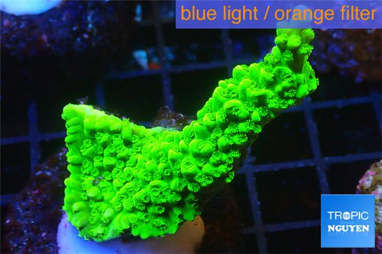 Acropora full neon green 3-5 cm WYSIWYG acclimaté
