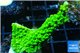 Acropora full neon green 3-5 cm WYSIWYG acclimaté