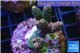 Acropora pink & green indonesia 3-4 cm WYSIWYG acclimaté