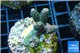 Acropora pink & green indonesia 3-4 cm WYSIWYG acclimaté