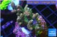 Acropora pink & green indonesia 3-5 cm WYSIWYG acclimaté