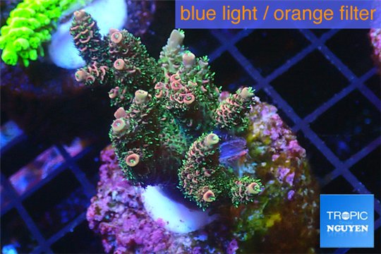 Acropora pink & green indonesia 3-5 cm WYSIWYG acclimaté