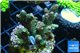 Acropora pink & green indonesia 3-5 cm WYSIWYG acclimaté