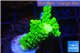 Acropora full neon green 2-4 cm WYSIWYG acclimaté