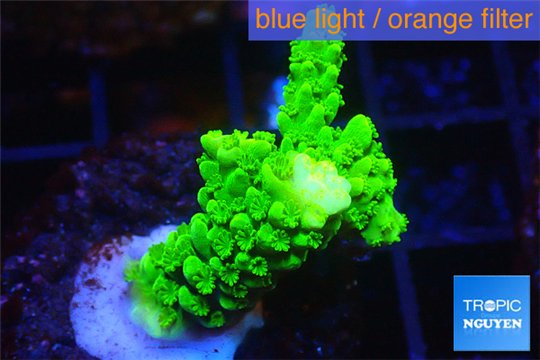 Acropora full neon green 2-4 cm WYSIWYG acclimaté