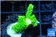 Acropora full neon green 2-4 cm WYSIWYG acclimaté