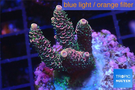 Acropora pink & green indonesia 3-4 cm WYSIWYG acclimaté
