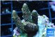 Acropora pink & green indonesia 3-4 cm WYSIWYG acclimaté