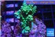Acropora green & blue tip Indonesia 3-4 cm WYSIWYG acclimaté