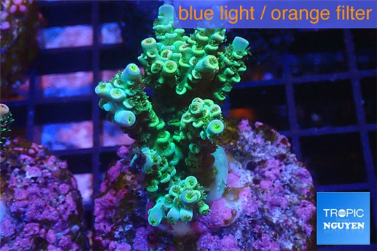 Acropora green & blue tip Indonesia 3-4 cm WYSIWYG acclimaté