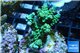 Acropora green & blue tip Indonesia 3-4 cm WYSIWYG acclimaté