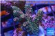 Acropora pink & green indonesia 3-4 cm WYSIWYG acclimaté