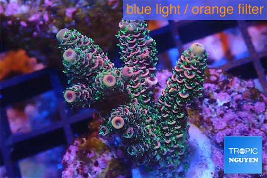 Acropora pink & green indonesia 3-4 cm WYSIWYG acclimaté