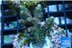 Acropora pink & green indonesia 3-4 cm WYSIWYG acclimaté