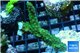 Acropora green purple tip 3-4 cm WYSIWYG acclimaté