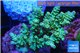 Acropora green blue tip 3-5 cm WYSIWYG acclimaté