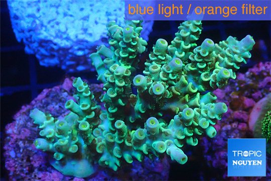 Acropora green blue tip 3-5 cm WYSIWYG acclimaté