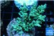 Acropora green blue tip 3-5 cm WYSIWYG acclimaté