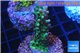 Acropora green purple 2-4 cm WYSIWYG acclimaté