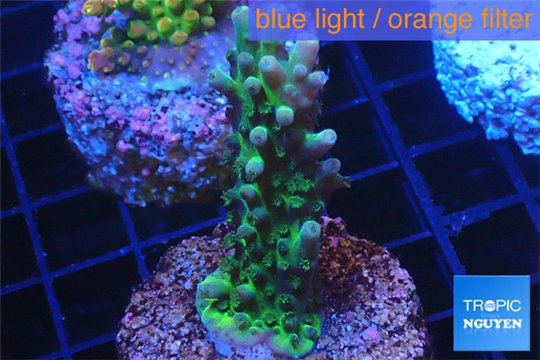 Acropora green purple 2-4 cm WYSIWYG acclimaté