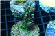 Acropora green purple 2-4 cm WYSIWYG acclimaté