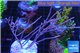 Gorgonia symbiotic 7-12 cm WYSIWYG acclimaté