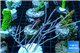 Gorgonia symbiotic 7-12 cm WYSIWYG acclimaté