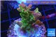 Acropora golden purple Indonesia 3-5 cm WYSIWYG acclimaté